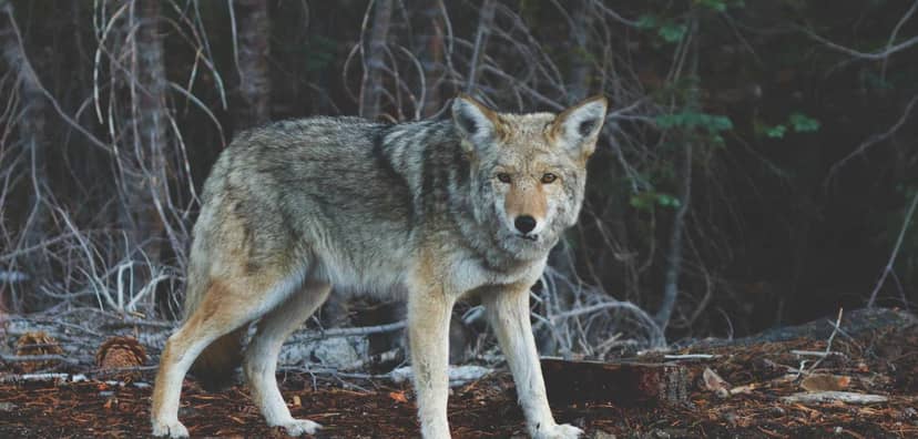 Unauth title agTiODvQ